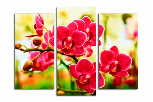 Модульная картина Цветы орхидеи